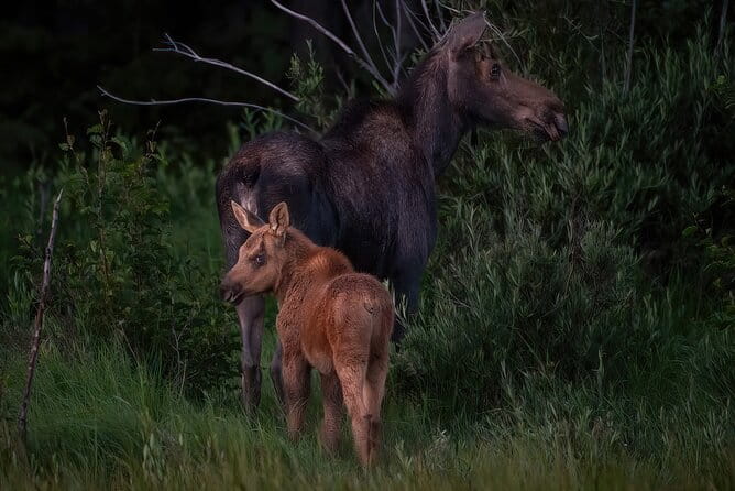 Private Wildlife Driving Tour in Rocky Mountain National Park - Frequently Asked Questions