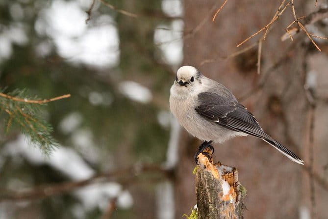 Private Yellowstone Wildlife Sightseeing Tour - Who Will Enjoy This Tour Most?