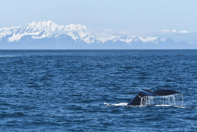 Resurrection Bay Spring Wildlife Cruise - The Downside and Considerations