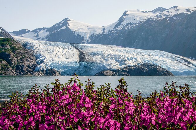 Seward to Anchorage- Post Cruise Curated Wildlife Tour +Transfer - The Experience in Practice
