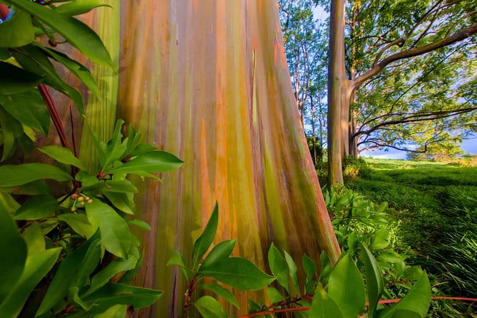 Shaka Guide Maui "Classic" Road to Hana Audio Driving Tour - FAQ Section