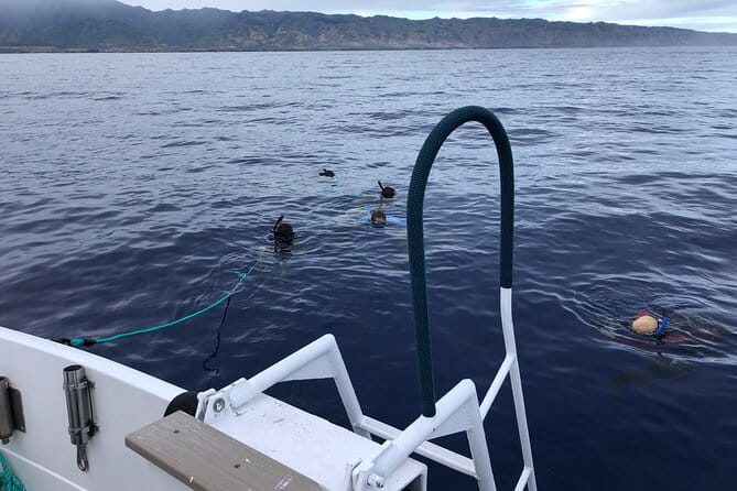 Shark Dive Oahu (No cage) - The Sum Up