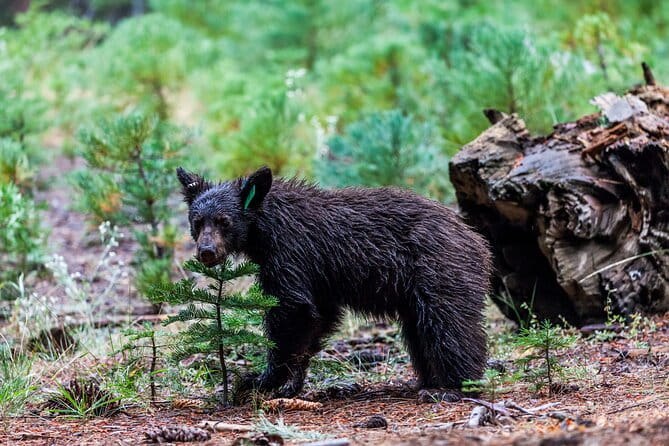 Shenandoah National Park Self-Guided Driving Audio Tour - Final Thoughts: A Practical Companion for Shenandoah Exploration