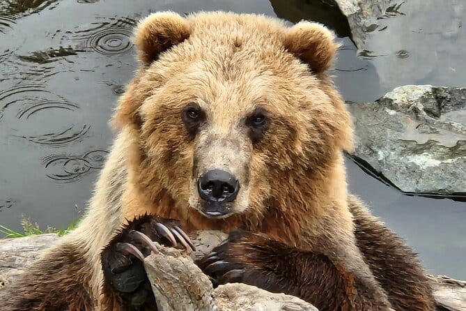 Simply Amazing Sitka Tour: Fortress of the Bear, Alaska Raptor, & Totems - The Sum Up
