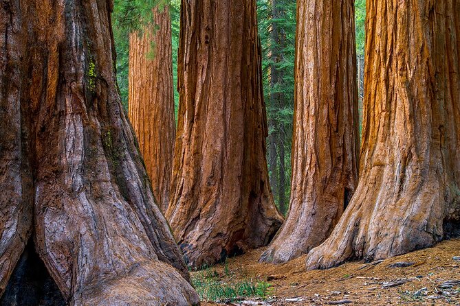 Small Group Redwoods, California Coast & Sausalito Day Trip from San Francisco - Goat Rock Beaches and the Goonies’ Final Scene