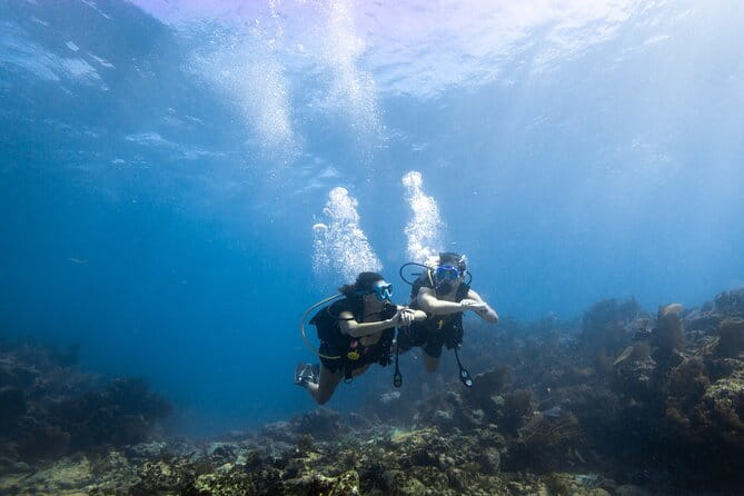 Small - Guided Shallow 2 Tank Dive Experience in Key Largo ALL GEAR INCLUDED - Overall Value and Experience