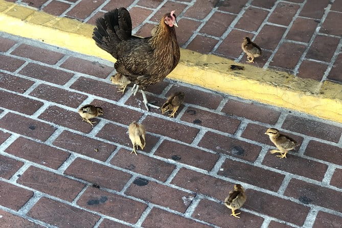 Southernmost Key West History and Culture Small-Group Walking Tour - Frequently Asked Questions