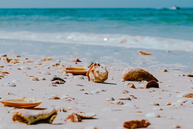 St. Pete Dolphin Watching and Shelling Adventure - The Sum Up: The Value of a Relaxing Coastal Escape