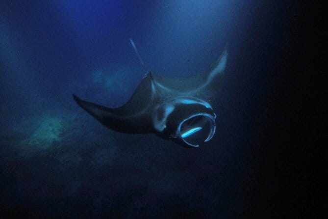 Sunset Manta Ray Tour in Kailua-Kona - Pricing and Value