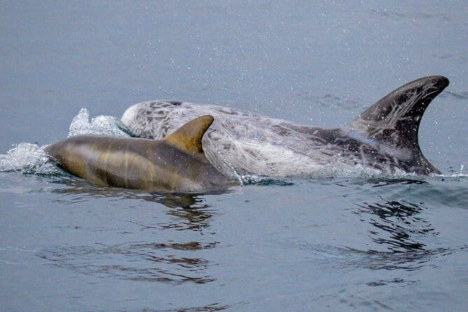Sunset Whale Watch Tour in Monterey - Who Will Love This Tour?