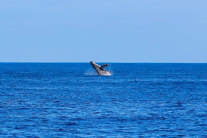 Swim With Dolphins & Turtles in West Oahu (Semi-Private Tours) - The Snorkeling Experience