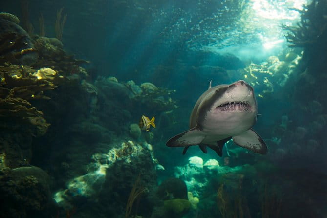 The Florida Aquarium in Tampa General Admission - The Value of Your Visit
