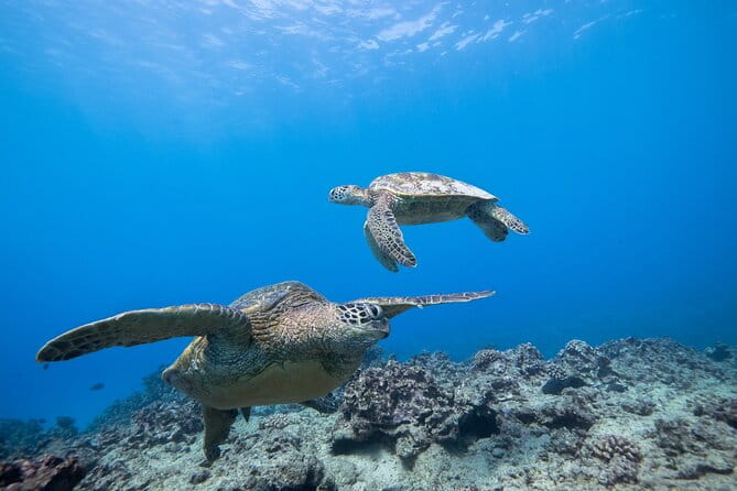 Turtle Canyon Waikiki Snorkel Adventure - The Sum Up