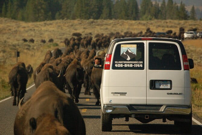Upper Loop Tour and Lamar Valley from West Yellowstone with Lunch - The Role of Guides and Their Impact