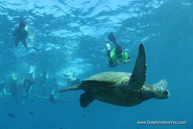 Waikiki Turtle Canyon Snorkeling with Hula Show - Authenticity and Reliability