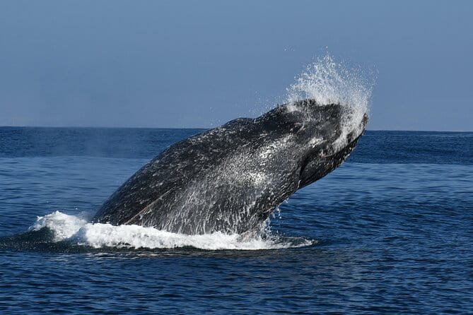 Whale and Dolphin Watching in San Diego - Final Thoughts