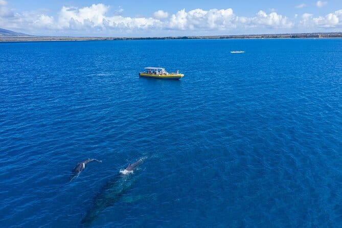 Whale Watch Adventure Aboard Maui's Only Luxury Super Raft - Who Will Appreciate This Tour?