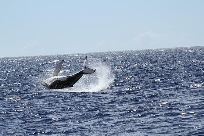 Whale Watch Cruise Aboard The Majestic by Atlantis Cruises - Who Should Consider This Tour?