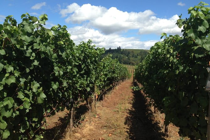 Willamette Valley Wine Tasting Tour from Portland - Wrapping It Up: Is This Tour Worth It?