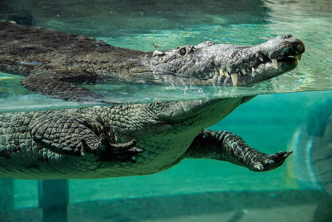 Zoo Miami Ticket with Optional Upgrade - Pricing and Value Analysis