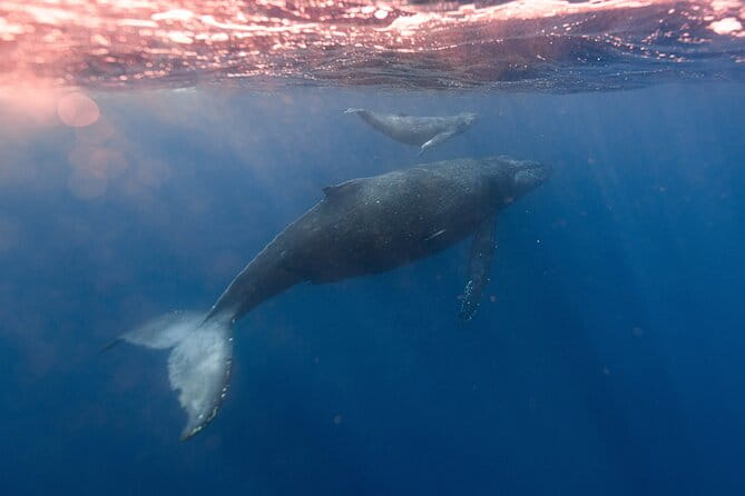1.5 -Hour Guided Whale and Marine Life Tour - FAQ