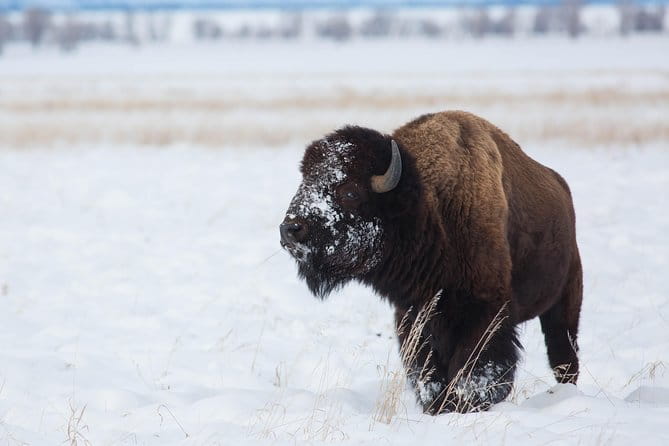 Best of Jackson Hole Wildlife Private Safari Tour - Flexibility and Weather Considerations
