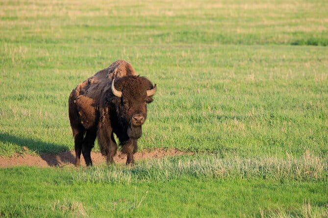 Best of Yellowstone Guided Tour from Bozeman - Private Tour - FAQs