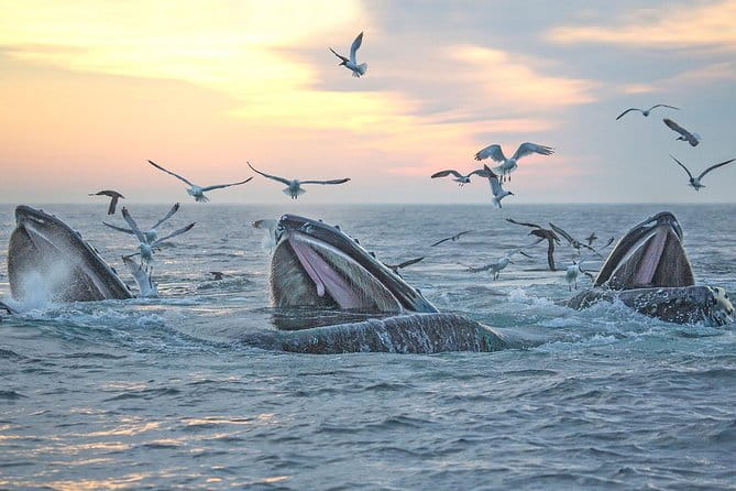 Boston Whale Watching Cruise by High-Speed Catamaran - Frequently Asked Questions
