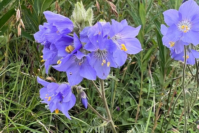 Chugach State Park Nature Walk - Practical Tips for Travelers