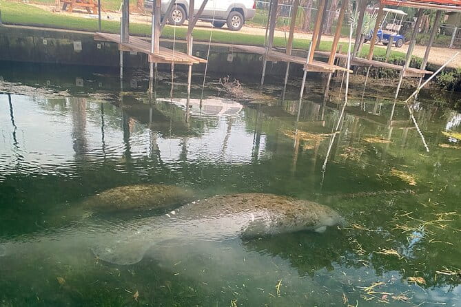 Crystal River: Private Manatee Boat Tour - Wrapping Up: Is It Worth It?