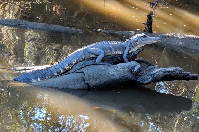 Destrehan Plantation and Large Airboat Tour from New Orleans - FAQ