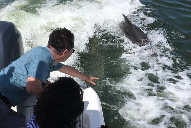 Dolphin Tours - Fort Myers Beach / Naples - Real Guest Insights