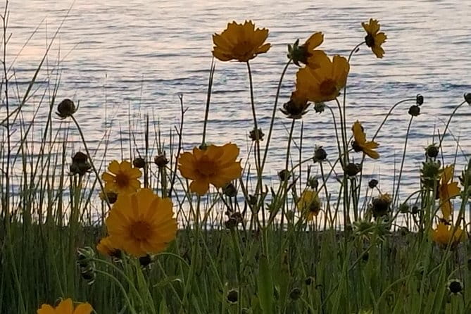 Down Island Tour with One Hour in Edgartown - Who Should Consider This Tour?