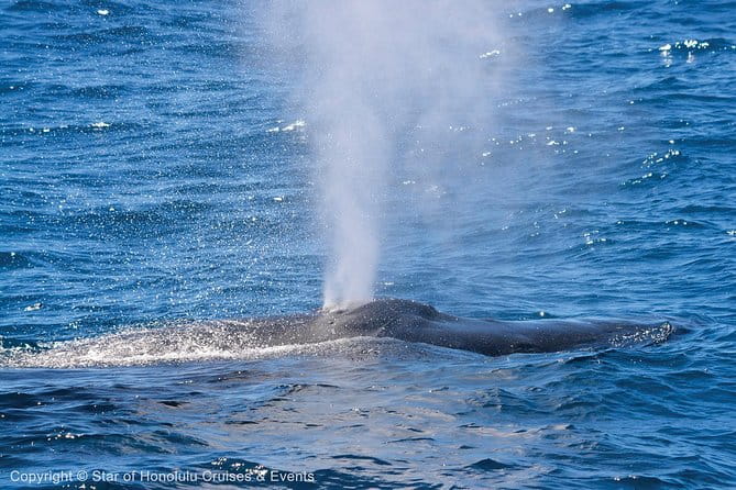 Early Bird Whale Watching Cruise from Waikiki - Practical Tips for Booking