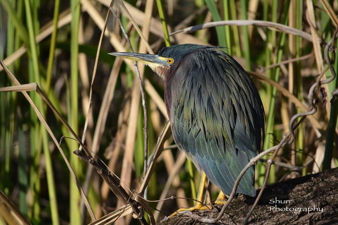 Everglades Kayak Safari Adventure Through Mangrove Tunnels - The Sum Up