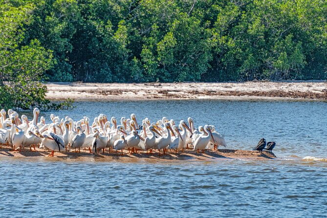 Everglades National Park Boat Tour - The Cost and What It’s Worth