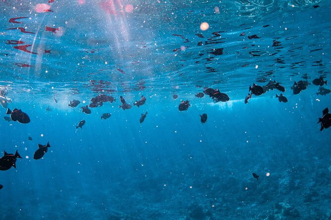 Half-Day Deluxe Molokini Snorkel Excursion in Maui - The Sum Up