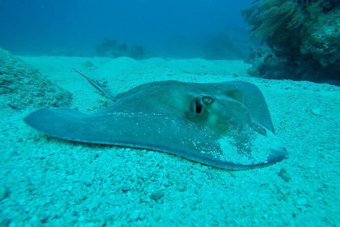 Half Day Scuba Diving Trip in the Florida Keys - FAQ