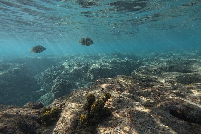 Hanauma Bay Guided Snorkeling Tour with Transportation - Who Will Love This Tour?