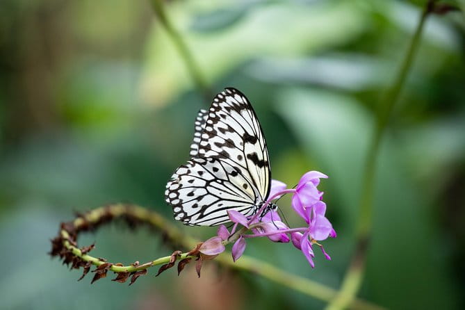 Houston Museum of Natural Science and Cockrell Butterfly Center - Real Visitor Perspectives