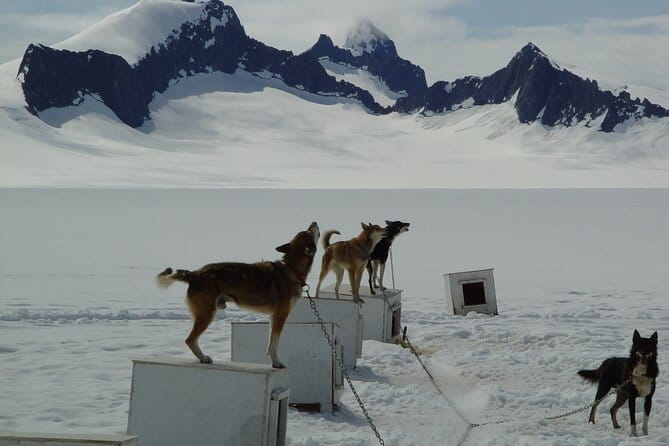 Juneau Shore Excursions: Juneau Helicopter Tour & Dogsledding Experience - Practical Tips for Travelers