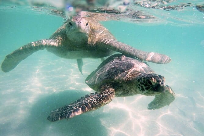 Kaneohe Sandbar Snorkeling Tour - 1st Tour - Final Thoughts