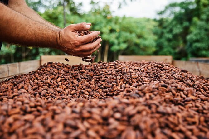 Kauai Chocolate Farm Tasting Tour - The Sum Up: Who Should Consider This Tour?