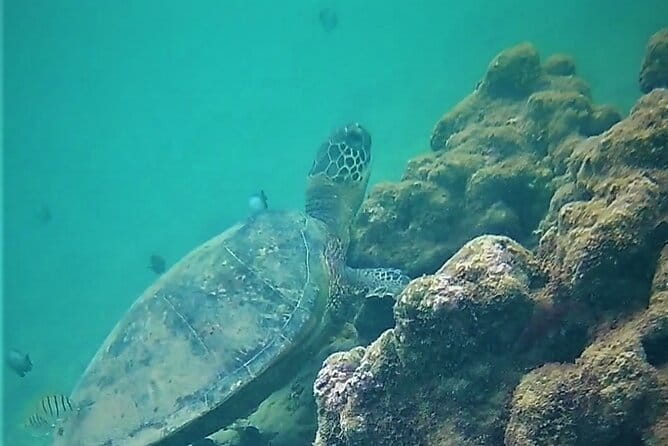 Kauai Snorkeling Adventure - How It Compares to Guided Tours
