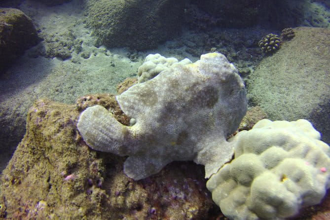 Kauai's Ultimate Boat 2 Tank Adventure Dive Certified Divers Only - The Bottom Line