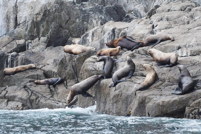 Kenai Fjords Orca Quest Cruise - Who Should Consider This Tour?