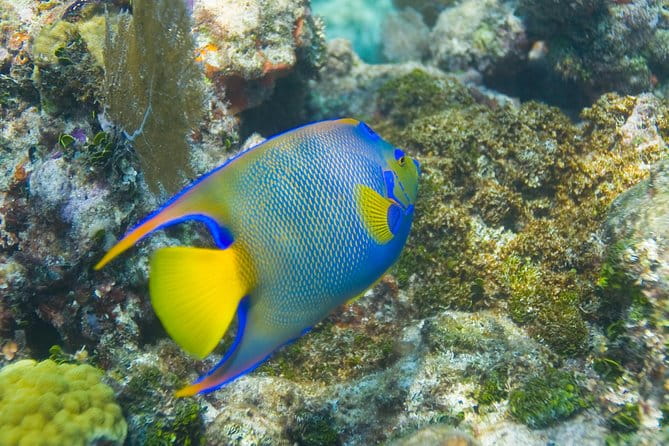 Key Largo Snorkeling Tour - rental mask, fins and vest INCLUDED - The Sum Up