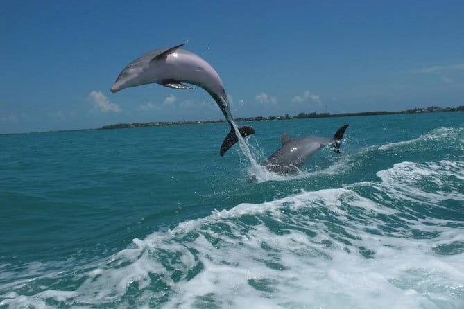 Key West Dolphin and Snorkel Experience - Final Thoughts