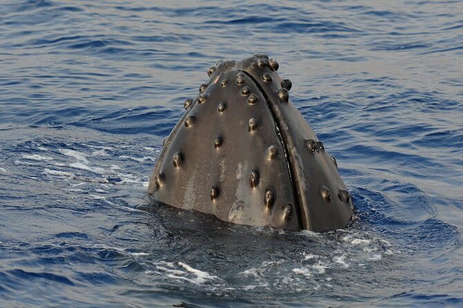 Late-Morning Whale Watch from Kawaihae - Who Will Love This Tour?
