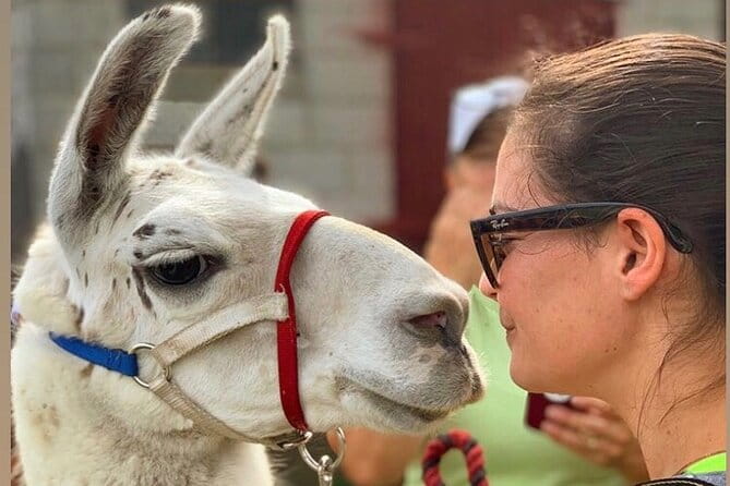 Llama/Alpaca Hike and Farm Tour - Who Should Consider This Tour?